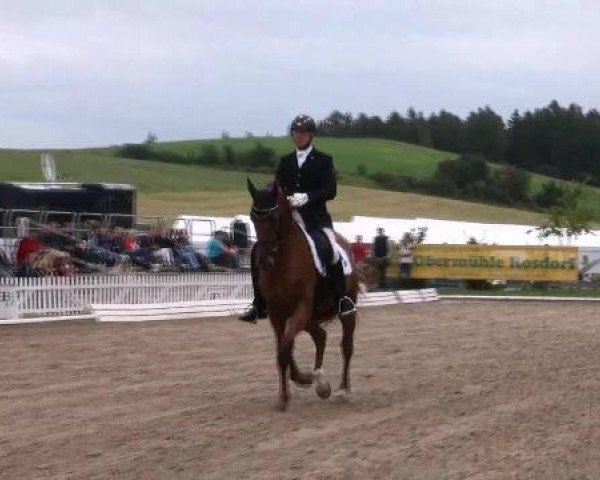 horse D'Armani (Hanoverian, 2006, from Dimaggio)