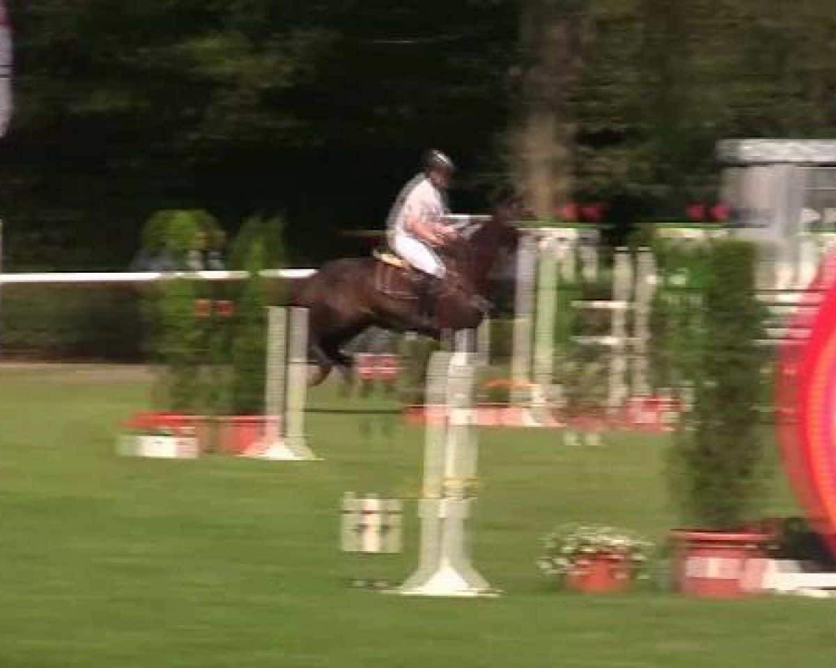 jumper Quintus 101 (Westphalian, 2007, from Quinta Real)