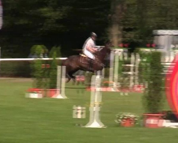 jumper Quintus 101 (Westphalian, 2007, from Quinta Real)