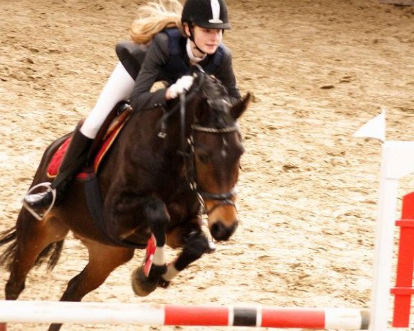 dressage horse Fengary (New Forest Pony, 2004, from Feldhof's Orbit)