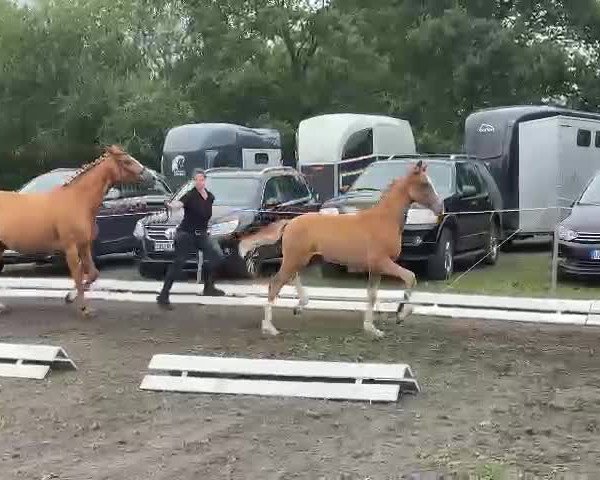 Video of Nox