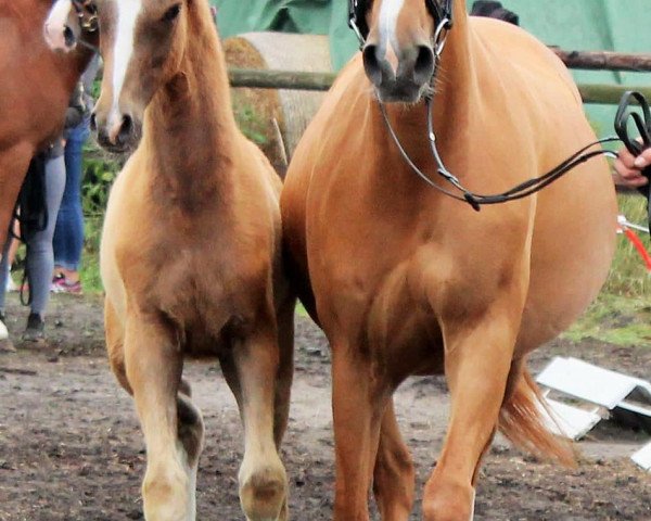 Pferd Nox (Deutsches Reitpony, 2022, von No Escape)