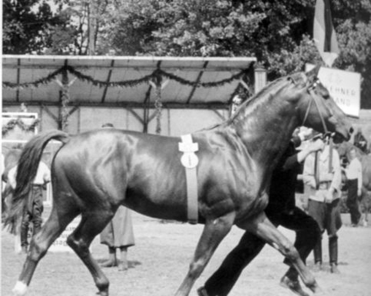 Deckhengst Cyklon (Trakehner, 1942, von Helikon 4111)