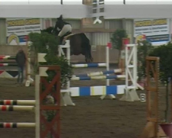 jumper Crak (Oldenburg, 1998, from Centauer Z)