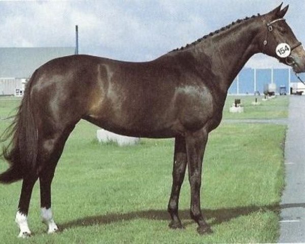 Zuchtstute Øxenholm Pamina (Dänisches Warmblut, 1982, von Sandro)
