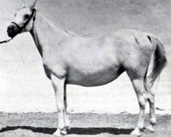 broodmare Bint Radia 1920 RAS (Arabian purebred, 1920, from Mabrouk Manial 1912 RAS)
