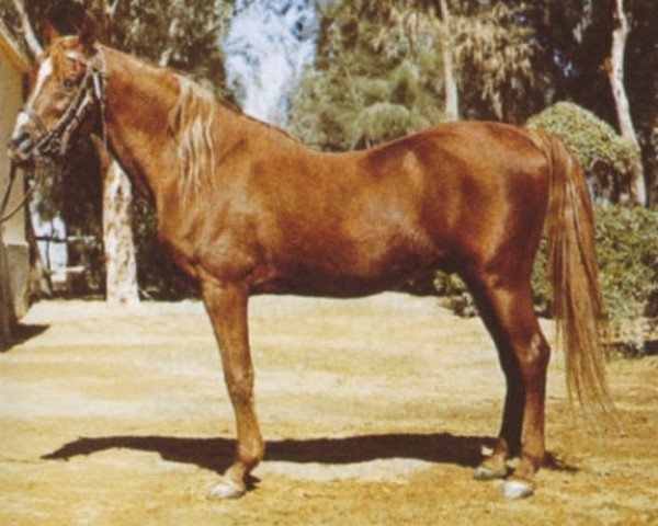 stallion Anter 1946 EAO (Arabian purebred, 1946, from Hamdan 1936 RAS)