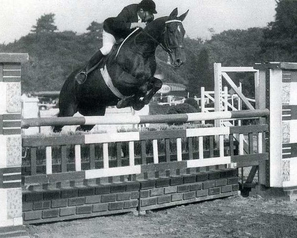 horse Margarette (Anglo-Norman, 1956, from Herquemoulin) horse Margarette (Anglo-Norman, 1956, from Herquemoulin)