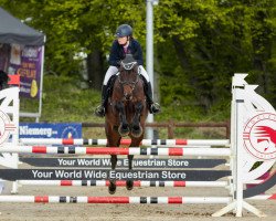 jumper Caty M (Westphalian, 2011, from Cayetano L)