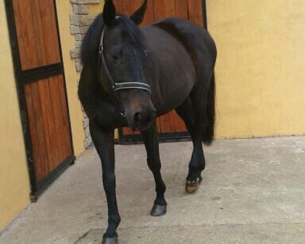 horse Martinair (KWPN (Royal Dutch Sporthorse), 1994, from Bernstein)