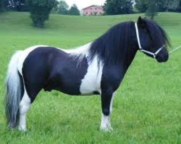 stallion Merrylees High Flyer (Shetland pony (under 87 cm), 2004, from Bogs Lord Mack) stallion Merrylees High Flyer (Shetland pony (under 87 cm), 2004, from Bogs Lord Mack)