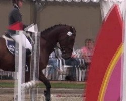 dressage horse Diamond Rose B (Westphalian, 2007, from Diamond Hit)