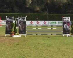 horse Chacmine (Oldenburg show jumper, 2007, from Chacco-Blue)