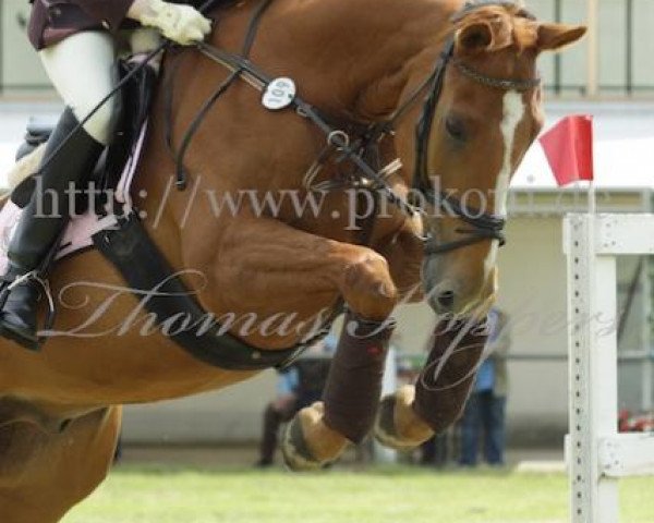 dressage horse Forsum Faro (Rhinelander, 2002, from Freudentänzer)
