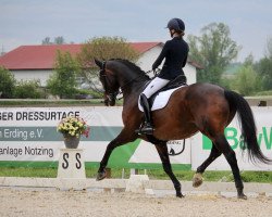 dressage horse Djumandji (Hanoverian, 2013, from Dancier)