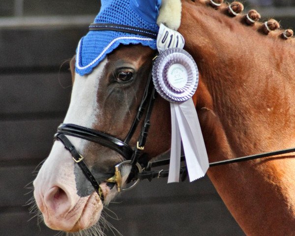 dressage horse Topnatrejo (German Riding Pony, 1997, from Top Nonstop)