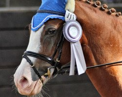 dressage horse Topnatrejo (German Riding Pony, 1997, from Top Nonstop)