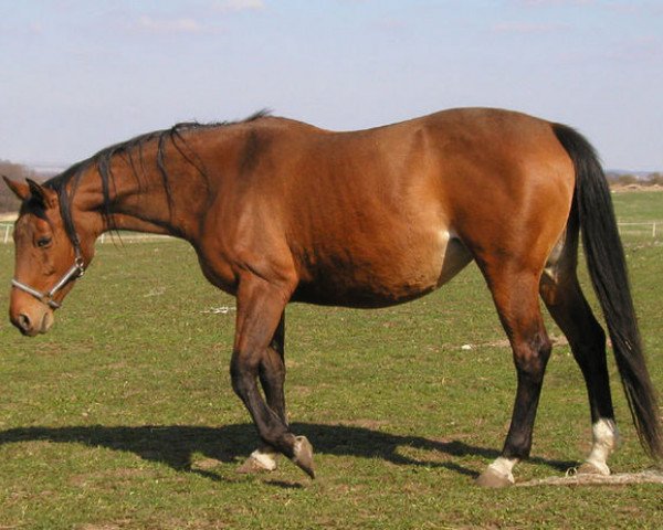 broodmare Nassir-T (Selle Français, 1990, from Prince Royal)