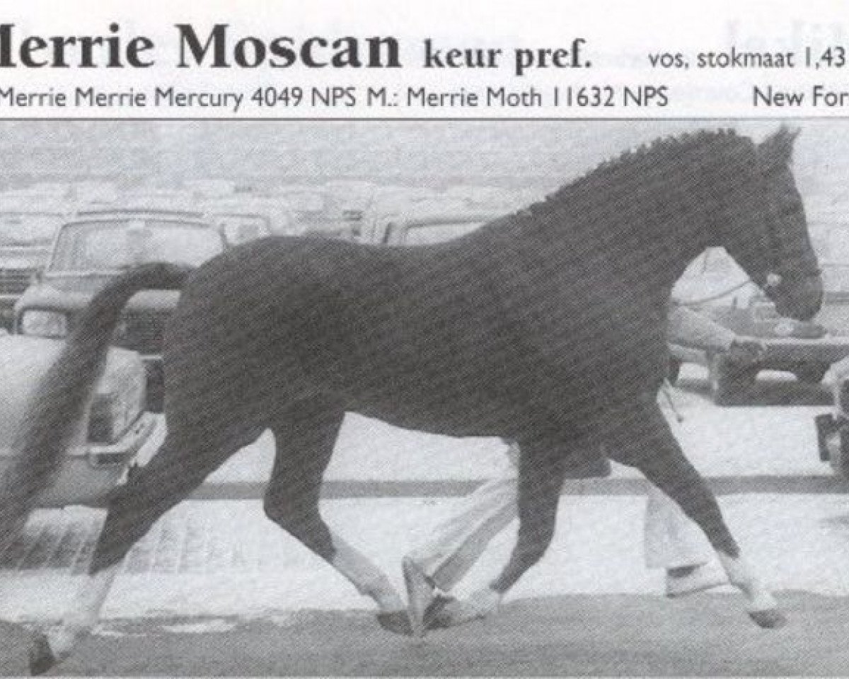 stallion Merrie Moscan (New Forest Pony, 1969, from Merrie Mercury)