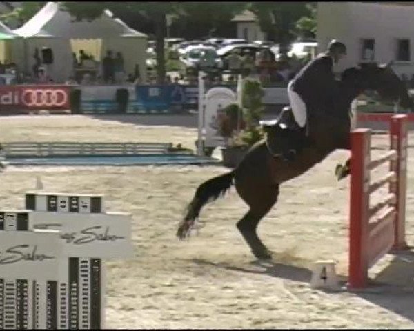 jumper Newton 31 (Westphalian, 2000, from Noble Roi xx)