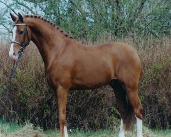 Deckhengst Heidbergs Nancho Nova (Deutsches Reitpony, 1998, von Night-Cup) Deckhengst Heidbergs Nancho Nova (Deutsches Reitpony, 1998, von Night-Cup)