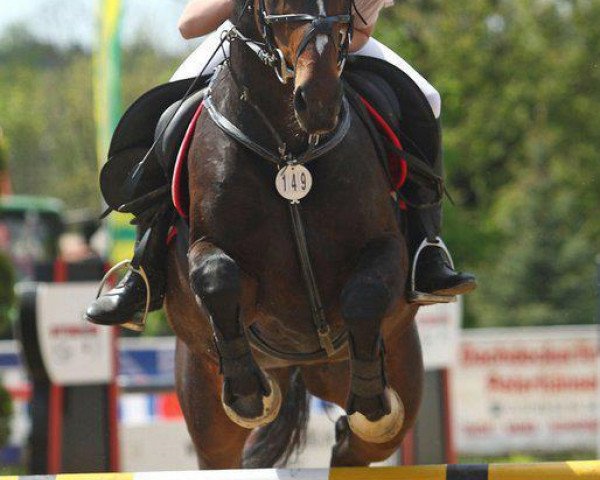 broodmare Leticia (German Sport Horse, 2003, from Planitz)