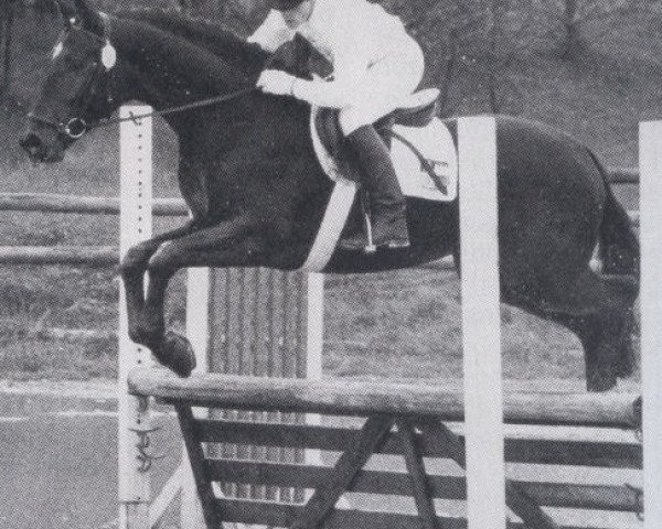stallion Report II (Westphalian, 1977, from Ramiro Z)