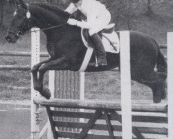 stallion Report II (Westphalian, 1977, from Ramiro Z)
