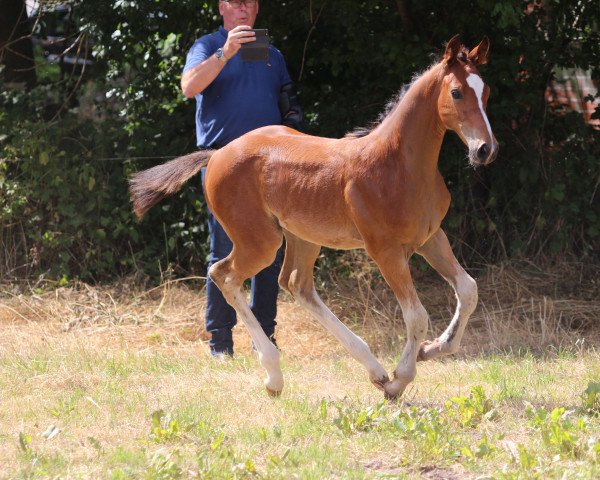 horse Faro HW (Westphalian, 2022, from Forlee)