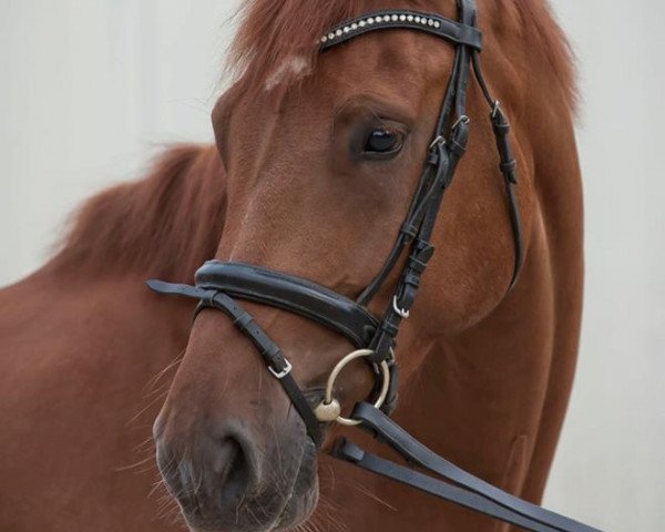 dressage horse Wizardt (Rhinelander, 2007, from Witbooi)