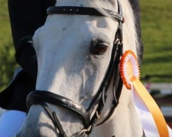 broodmare Samoa (Westphalian, 1992, from Salinator)