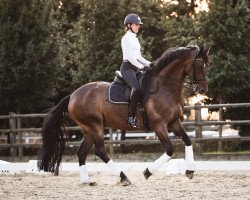 Caballo Dobby S (Hannoveriano, 2014, de De Niro)