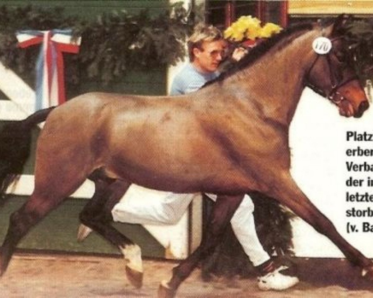 Deckhengst Magnum (Deutsches Reitpony, 1987, von Balthasar)