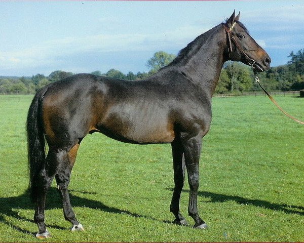 stallion Nebos xx (Thoroughbred, 1976, from Caro xx) stallion Nebos xx (Thoroughbred, 1976, from Caro xx)