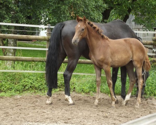 horse Smily (Rhinelander, 2012, from Sir Heinrich OLD)
