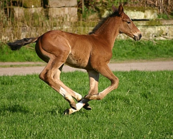 horse Divo (Westphalian, 2006, from De Libris)