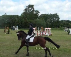 dressage horse Carry Me 6 (Hanoverian, 2005, from Carry Gold)