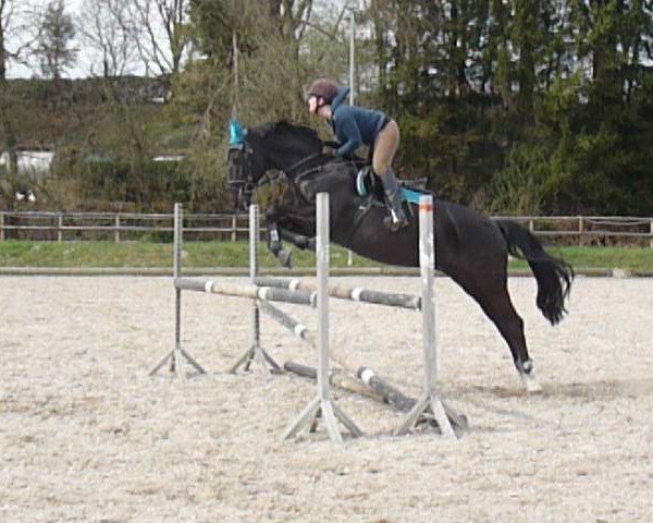jumper Quattro 35 (Czech Warmblood, 2001, from Quomiam II)