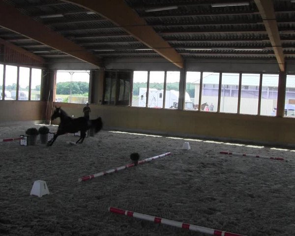 Stutbuchaufnahme | Chiptermin | Fohlenschau Fleesensee 2022