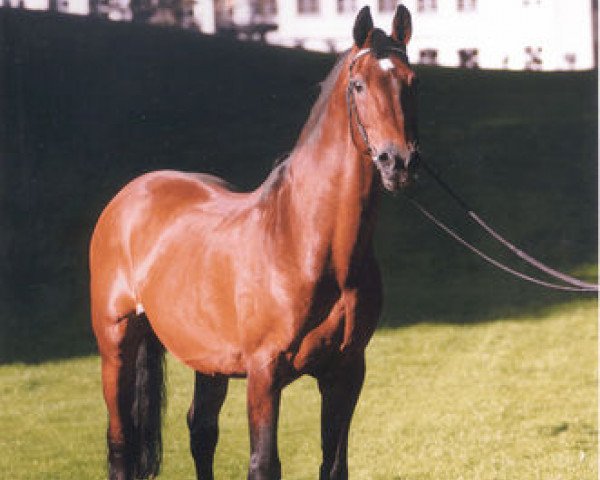 Deckhengst Caletto (Holsteiner, 1975, von Cor de la Bryère)