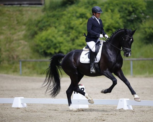 Dressurpferd Quest For Fame (Hannoveraner, 2013, von Quasar de Charry) Dressurpferd Quest For Fame (Hannoveraner, 2013, von Quasar de Charry)