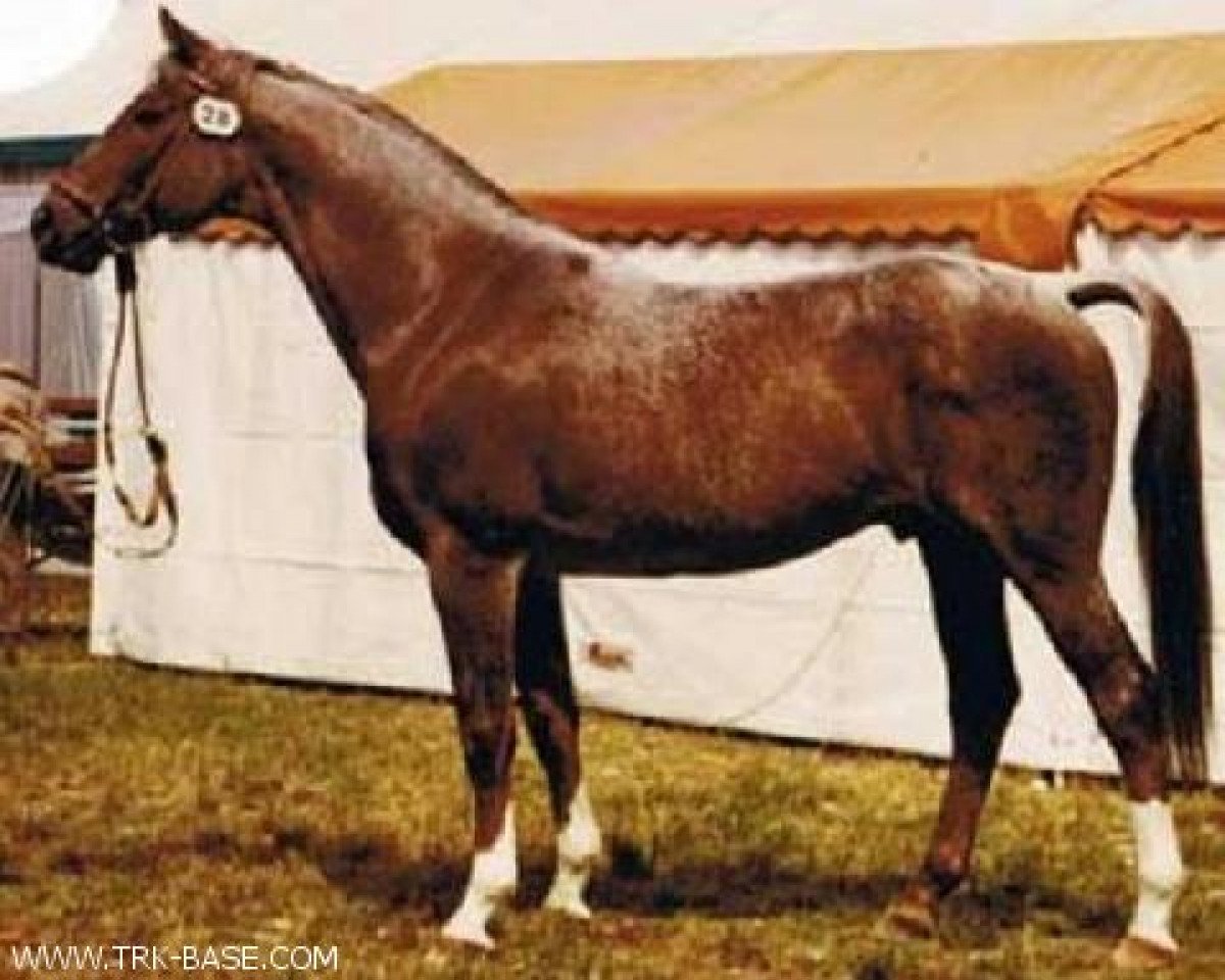 Deckhengst Insterfeuer (Trakehner, 1967, von Pelion)