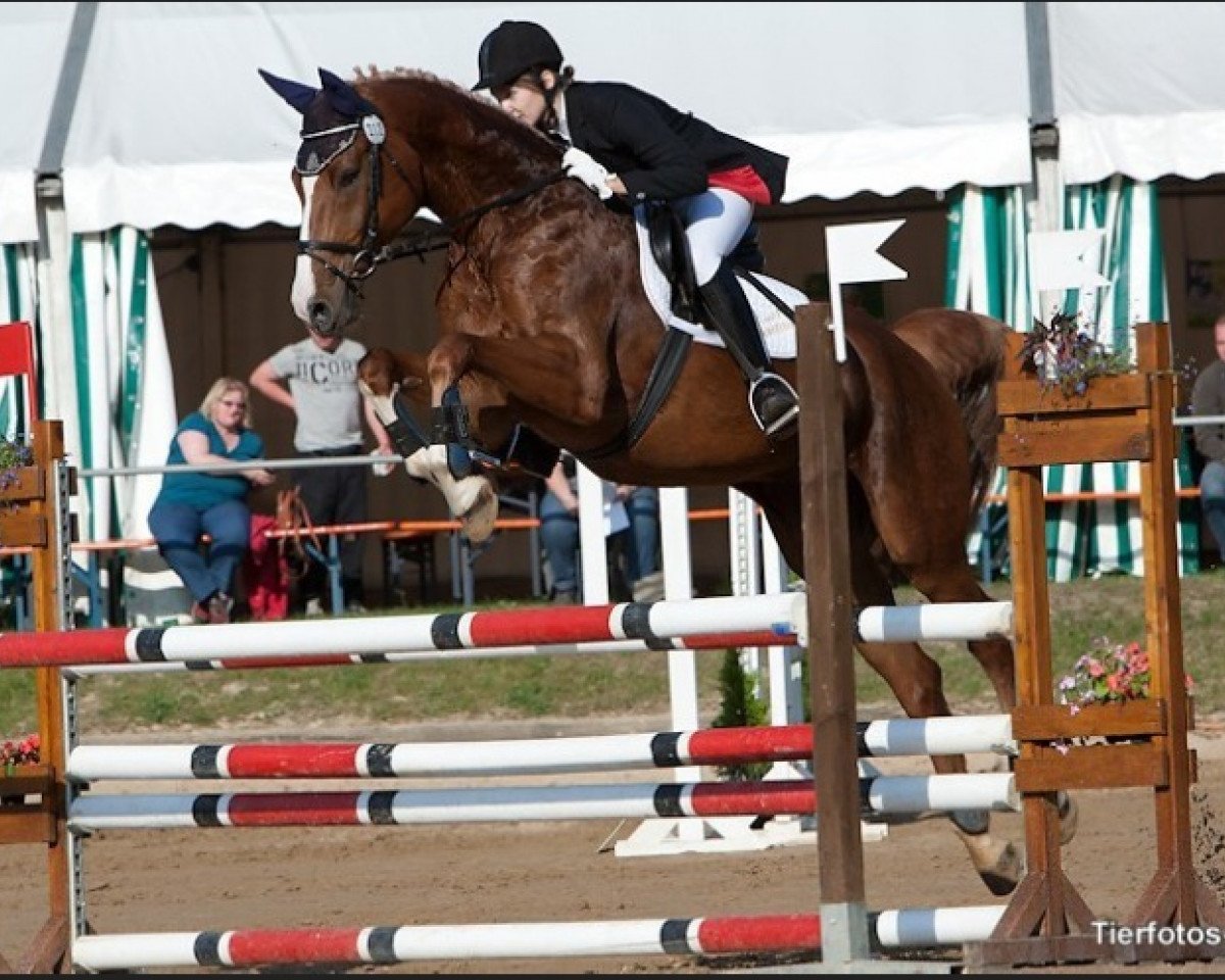 Jumper Karolina (German Sport Horse, 2004, from Kaiserwind)