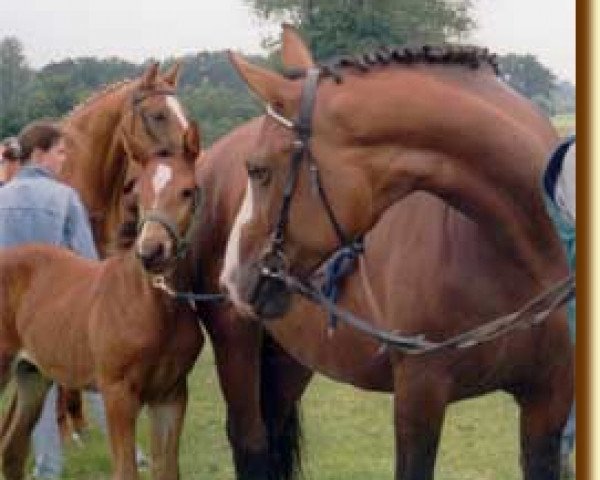 broodmare Walida (Westphalian, 1986, from Weinberg)