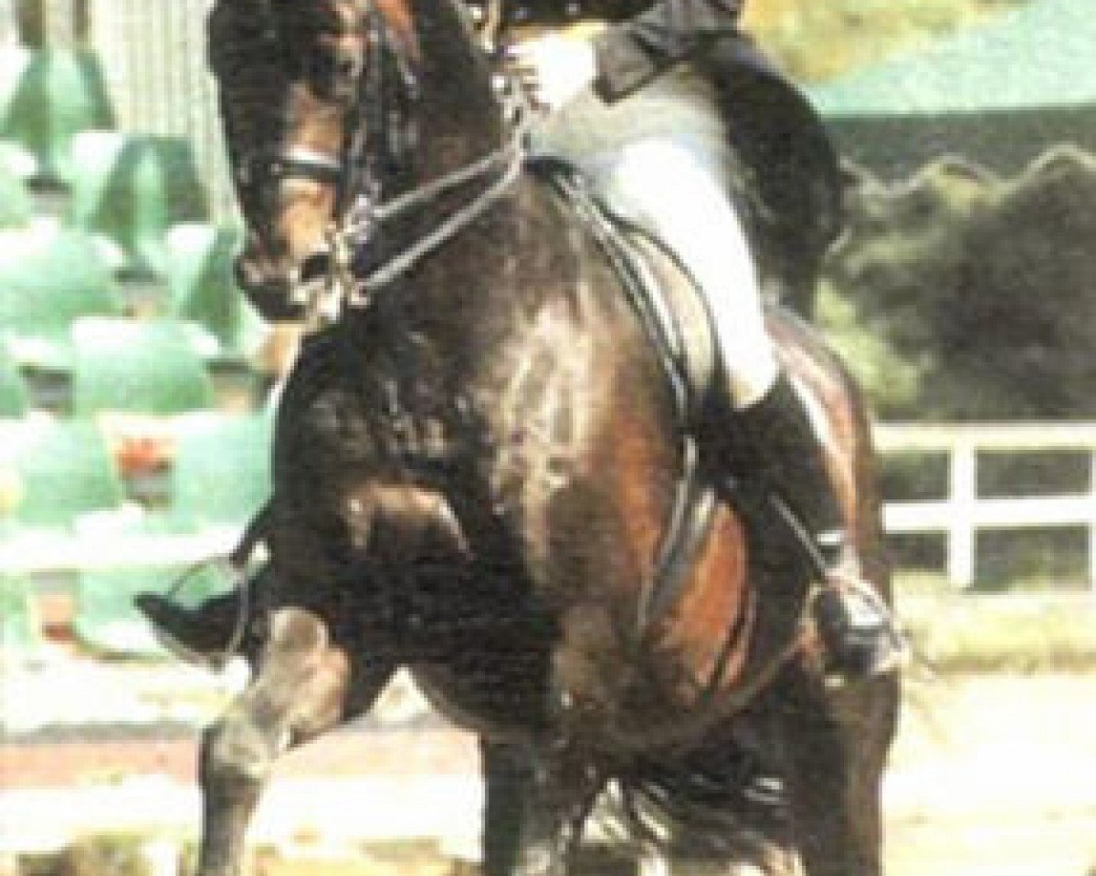 Deckhengst Winter (Hannoveraner, 1990, von Werther)