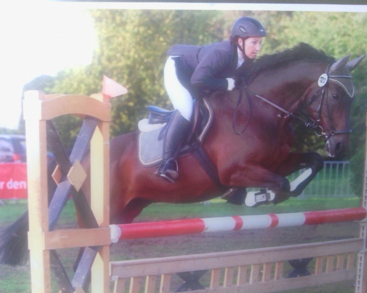 Springpferd Clever and Smart (Deutsches Reitpferd, 1999, von Call him top)