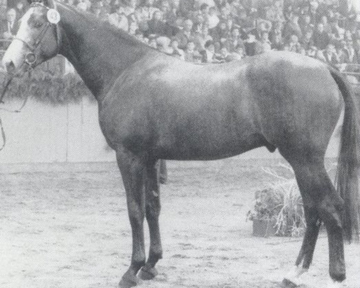 stallion Landjunker II (Holsteiner, 1986, from Landgraf I)