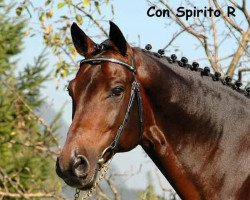 Stallone da monta Con Spirito R 2 (Holsteiner, 1995, di Contender)