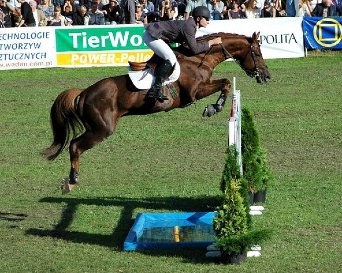 stallion Luron (KWPN (Royal Dutch Sporthorse), 1993, from Guidam)