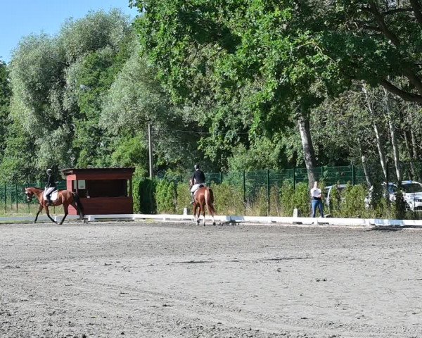 Reitturnier Schönwalde-Glien 2022